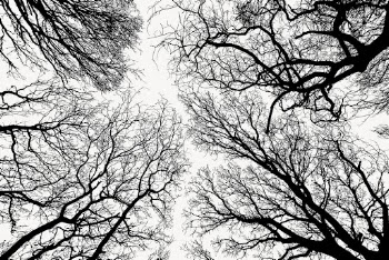 Leafless trees silhouette background, autumn | Free Photo - rawpixel