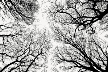 Leafless trees silhouette background, nature | Free PSD - rawpixel