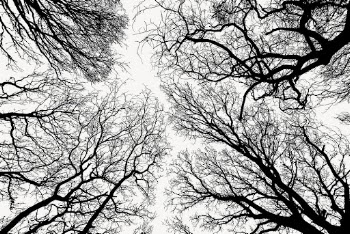 Leafless trees silhouette background, nature | Free Vector - rawpixel
