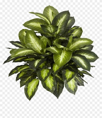 Leafs And Flowers Download Free - Nearly Natural Silk Plants