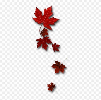 Leafs - Toronto Maple Leafs
