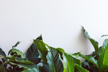 Leafy Plant On White Wall