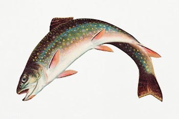 Leaping Brook Trout chromolithograph (1874) by Samuel Kilbourne. Origi.. | Free public domain illustration - 2335109