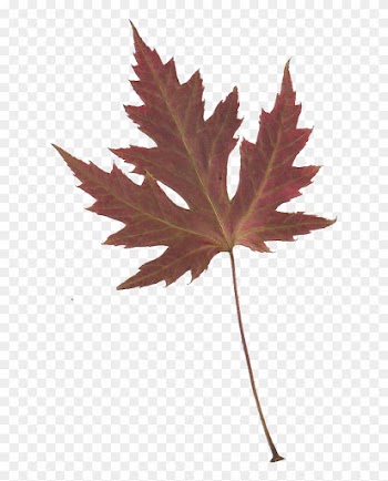 Leaping Frog Designs - Japanese Maple Leaf Transparent