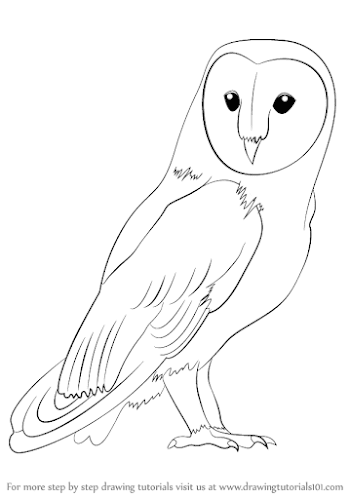 Learn How to Draw a Barn Owl (Birds) Step by Step : Drawing Tutorials
