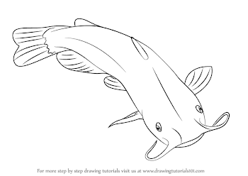 Learn How to Draw a Catfish (Fishes) Step by Step : Drawing Tutorials