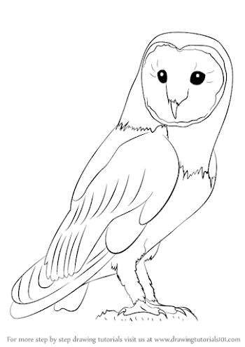 Learn How to Draw an Owl (Owls) Step by Step : Drawing Tutorials