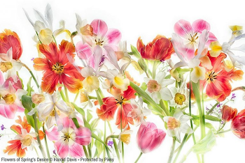 Learn to Photograph Flowers for Transparency in Six Steps | Pixsy
