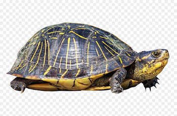 Leatherback sea turtle Reptile Dermochelyidae Phrynops Free PNG ...