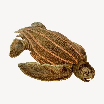 Leatherback turtle clipart, illustration psd. | Free PSD - rawpixel