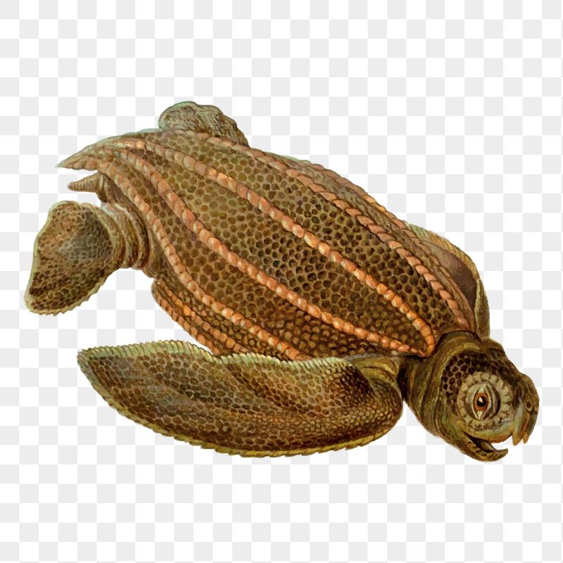 Leatherback turtle png sticker, transparent | Free PNG - rawpixel