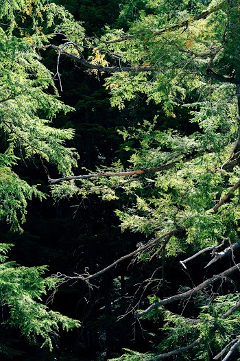 Leaves And Branches Of A Tree  