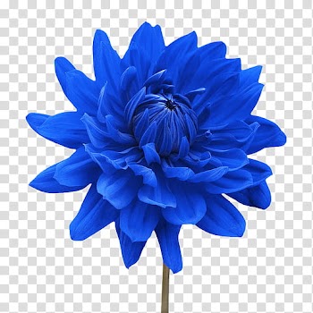 Leaves and flowers , blue-petaled flower transparent background PNG clipart