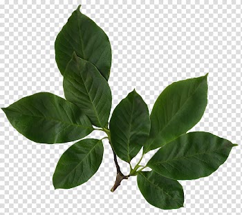 Leaves and flowers , green leaves transparent background PNG clipart