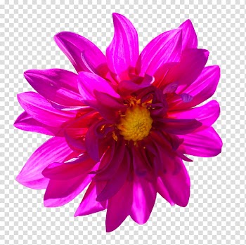 Leaves and flowers , pink petaled flower transparent background PNG clipart