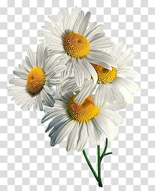 Leaves and flowers , white daisy flowers transparent background PNG clipart