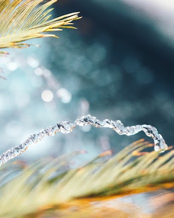 leaves and water