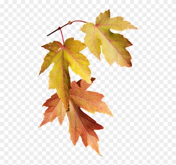 Leaves, Autumn, Fall, Nature, Season, Tree - Autumn