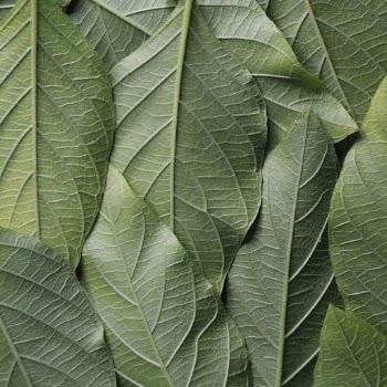 Leaves background, green botanical design | Free Photo - rawpixel