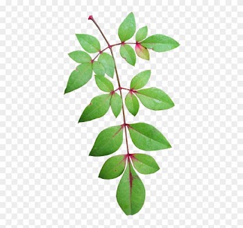 Leaves, Bamboo, Nature, Plant, Garden - Bamboo