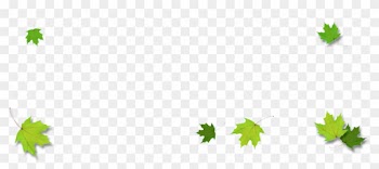 Leaves Border Png - Maple Leaf