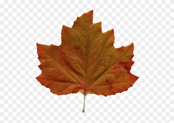 Leaves - Brown Leaf Png