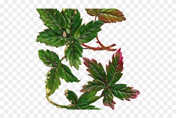Leaves Clipart Vintage - Leaf Vintage Png