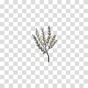 Leaves, gray plant transparent background PNG clipart