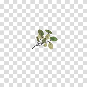 Leaves, green and brown leafed plant transparent background PNG clipart