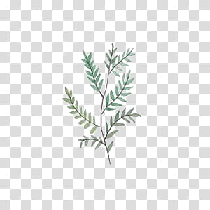 Leaves, green fern leaf transparent background PNG clipart