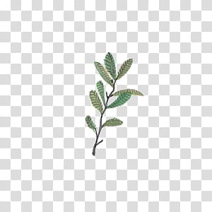 Leaves, green leaf transparent background PNG clipart