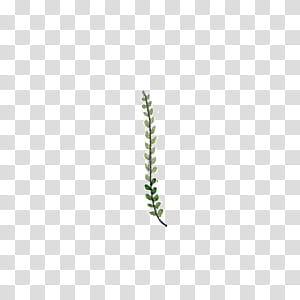 Leaves, green leaf transparent background PNG clipart