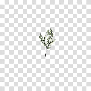Leaves, green leafed plant transparent background PNG clipart