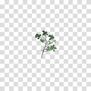 Leaves, green leafed plant transparent background PNG clipart