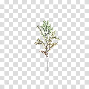 Leaves, green leafed plant transparent background PNG clipart