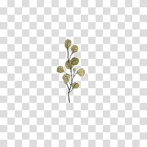 Leaves, green leafed plant transparent background PNG clipart