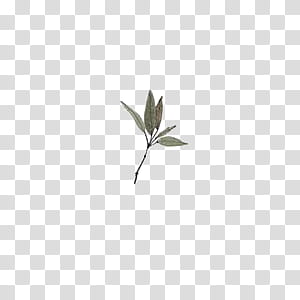 Leaves, green leafed plant transparent background PNG clipart