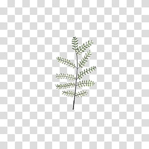 Leaves, green leaves transparent background PNG clipart