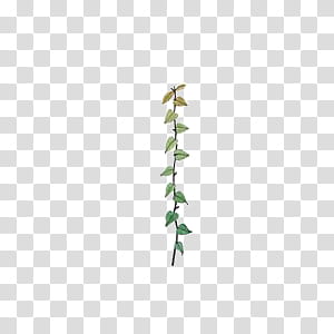Leaves, green leaves transparent background PNG clipart