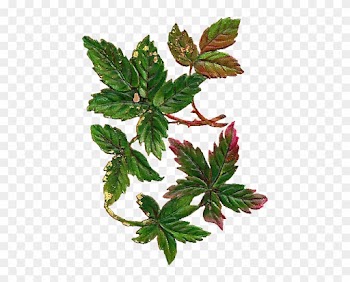 Leaves Image - Digital Leaf Png