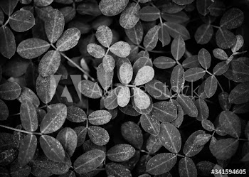 Leaves in a bush close up black and white background