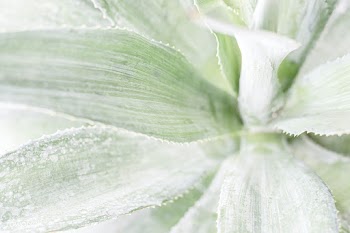Leaves in color effect macro photography | Free  photo - 2309569
