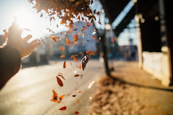 Leaves in Mid Air Near Human Hand and Trees during Day