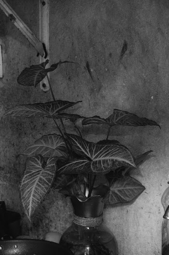 Leaves in Vase