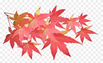 Leaves, Maple, Branch, Autumn, Fall, Nature, Tree - Maple