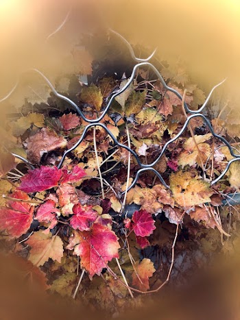 Leaves Near  Cyclone Fence