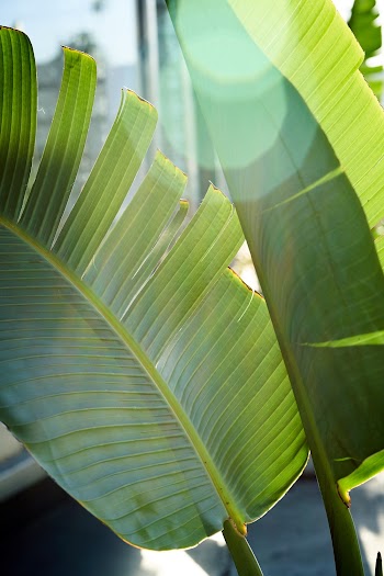 Leaves of Banana Plant