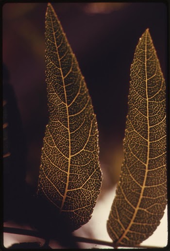 Leaves of plantlife in the Malibu | Free Photo - rawpixel