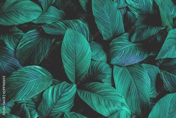leaves of Spathiphyllum cannifolium, abstract green texture, nature background, tropical leaf