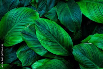 leaves of Spathiphyllum cannifolium, abstract green texture, nature background, tropical leaf